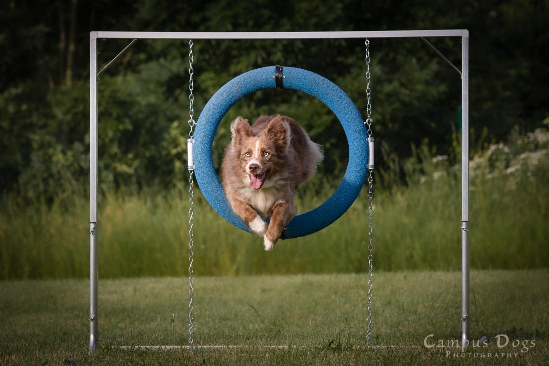 Kombikurs - Running Dogs