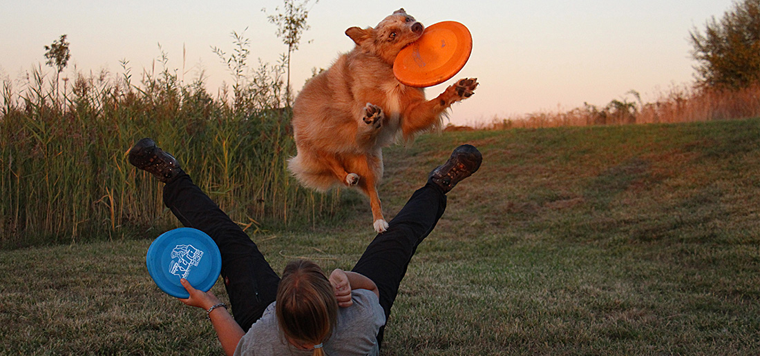 Dogfrisbee