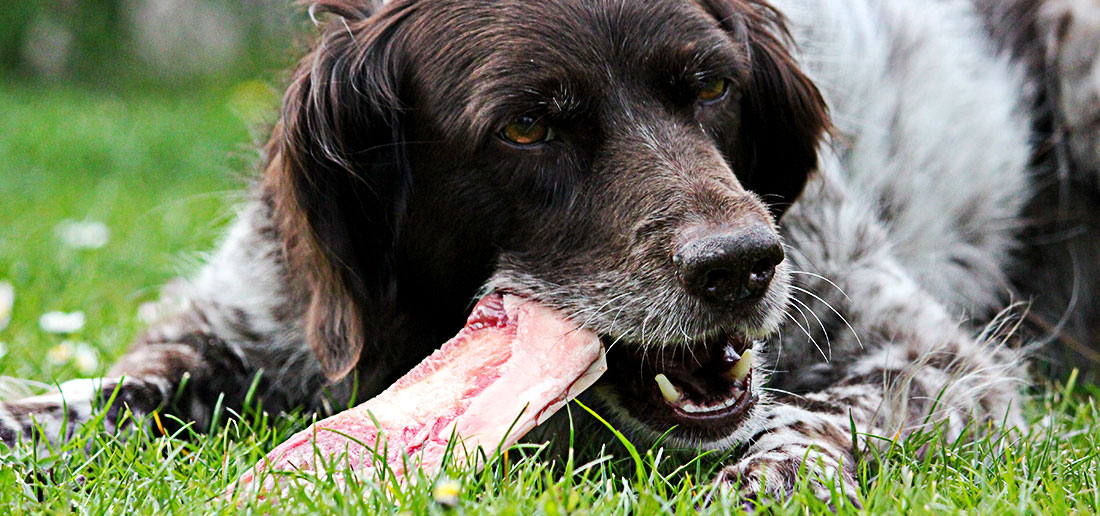 Campus Talk - Futterstunde