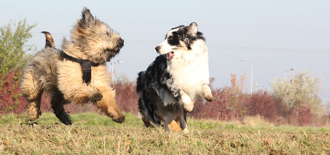 Campus Talk - Hunde lesen lernen 