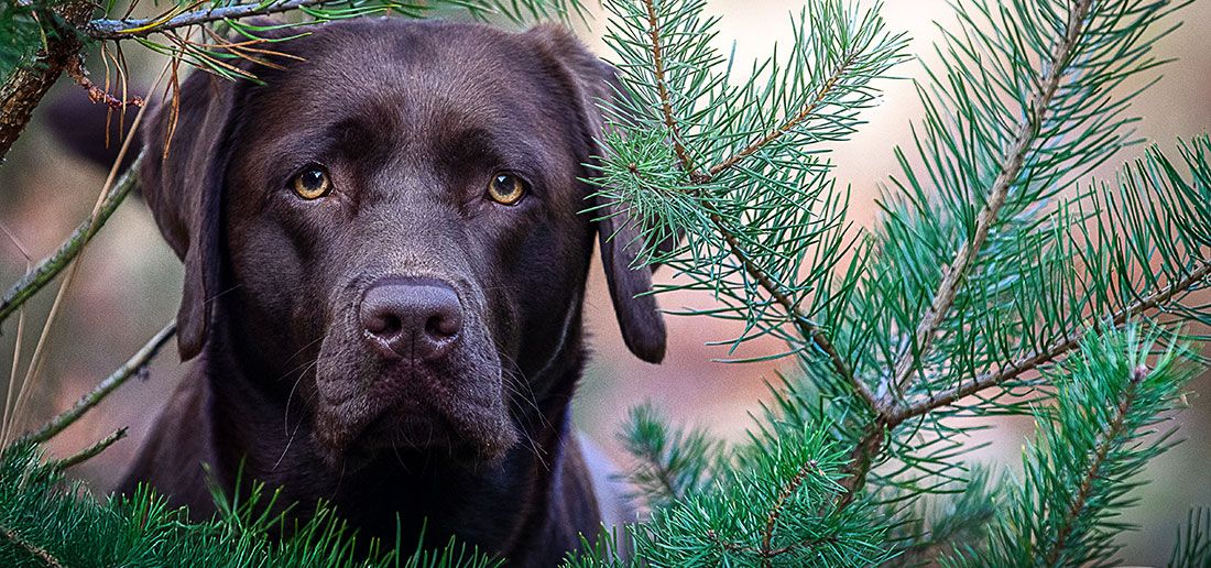 Vortrag: Hundetraining - next Level
