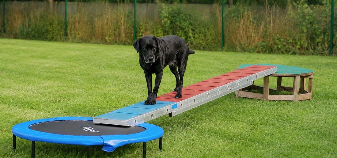 Kompaktkurs - DogBalance